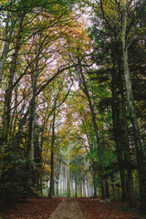 Wall Mural - A path through the forest in autumn