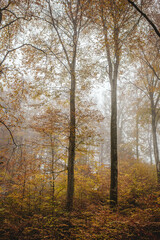 Wall Mural - trees with yellow leaves in the fog in the forest in autumn