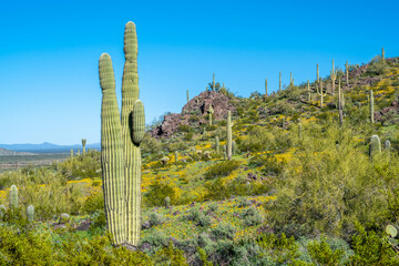 Wall Mural - A long slender Saguaro Cactus in Picacho Peak SP, Arizona