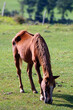 © MONQUI - Vieux cheval maigre broutant dans une prairie