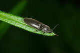 SSchnellkäfer,  Elateroidea sp.  (Agriotes gallicus)