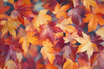 Poster - Scattered colorful red, orange and yellow fall maple leaves background. Colors of gold autumn. Seasonal decoration concept.