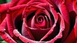 © taezhniya31 - one red rose close up macro
