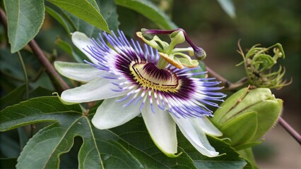 Passionflower, Herbal Sedative Calming Sleeping Remedy for Anxiety and Insomnia