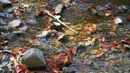 Wall Mural - Riverbank in the forest, clear water, healing atmosphere