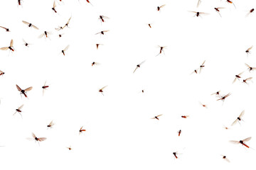 Flying mosquitoes isolated on a transparent background