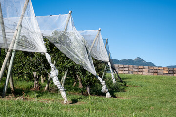 Wall Mural - Young green Alpes de Haute-Durance apples growing on apple trees on fruit orchards near Sisteron, in Alpes-de-Haute-Provence, France