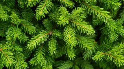 Poster - Pine Tree Close Up