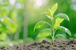 © V.Semeniuk - Small Tree Sapling Thrives in Rich Soil Under Soft Natural Light of a Green Garden Setting