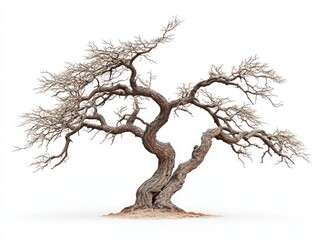 Poster - Bare Tree White Background