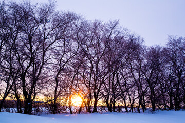 Wall Mural - A row of trees with snow on the ground and a sun in the sky