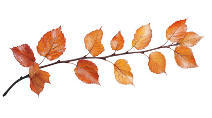 Leinwandbilder - Thin branch with bright orange autumn leaves, isolated on transparent background, ideal for fall-themed designs
