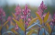 © ardanz - Close-up of vibrant pink flowers with bluish-green leaves, shallow depth of field, soft focus background.