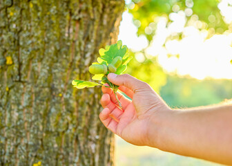 Close up of hand gently holding green acorns and oak leaves