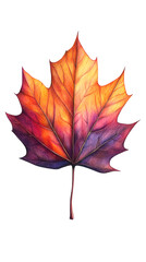Leinwandbilder - Multicolored maple leaf transitioning from yellow to purple, symbolizing autumn seasonal color transformation against transparent background