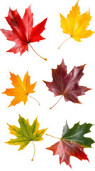 Leinwandbilder - Colorful maple leaves representing the transition from summer to autumn, isolated on a transparent background