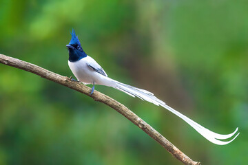 Indian Paradise Flycatcher 