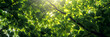 © Strother - Looking up through lush green leaves on tree branches with sunlight streaming through, creating a vibrant and natural canopy.