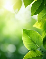 Canvas Print - Vibrant green leaves bathed in sunlight, nature's beauty.