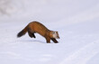 © John - Pine Marten in the Snow