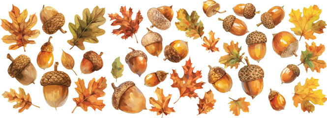 acorn watercolor clipart