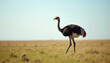 © Alex_Kalin - Majestic ostrich walks gracefully across the golden savanna during a serene midday in Africa