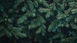 © Gaming - Lush green pine branches, close-up view.