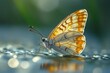 © Fotograf - A close-up shot of a butterfly perched on the surface of water, showcasing its delicate features and colors