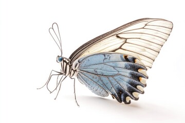 Sticker - A close-up view of a colorful butterfly perched on a white surface