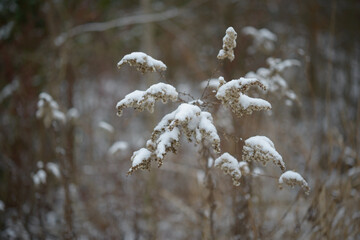 Wall Mural - snow covered dried plant