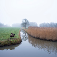 Wall Mural - two sheep in typical dutch meadow with canal and reeds in the netherlands near utrecht