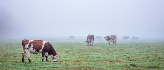 Wall Mural - red and white spotted cows in green misty meadow near utrecht in the netherlands