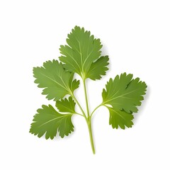 Wall Mural - Coriander Vietnamese herb isolated on white background