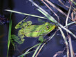 © sanek70974 - A frog swims in a pond