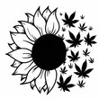 © Svetlana - black and white icon of a sunflower with half of its petals replaced by hemp leaves, fusion of nature and medicine, biological innovation