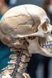 © nattapon - Detailed close-up of a human skull showing teeth and spine structure, ideal for educational materials, anatomy studies, or medical illustrations in textbooks and presentations,