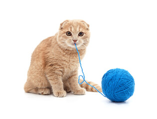 Poster - Cat with ball of yarn.