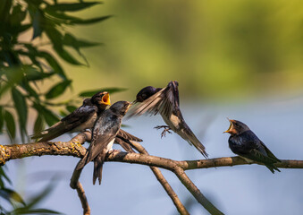 Wall Mural - barn swallow brought insects in her beak to her sitting chicks on a branch and feeds