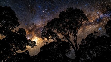 Milky Way Galaxy Over Silhouetted Trees