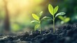 © The 2R Artificiality - Leadership Growth Resilience and Communication with New Plants Emerging from Soil in a Lush Green Environment