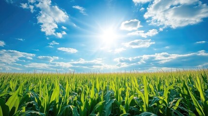 Wall Mural - Vibrant cornfield under a bright blue sky with fluffy clouds showcasing natural beauty on a sunny day with ample copyspace for text.