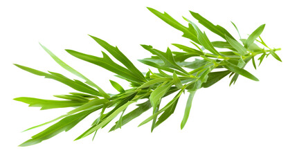 Sticker - Fresh green leaves on a slender branch, isolated on white background 