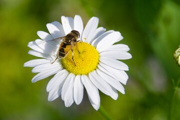 Canvas Print - A hoverfly resting on a white daisy flower with a vibrant yellow center. The green, blurred background enhances the focus on the insect and the flower.