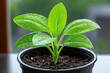 © Elena  - Young plant with fresh green leaves in pot. Close-up of green plant leaves with water drops.