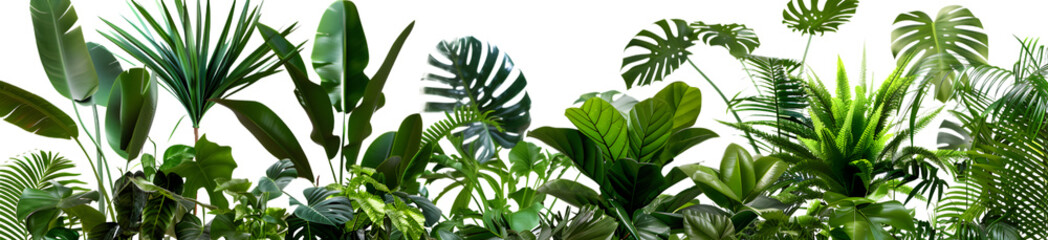 Wall Mural - Lush green bush featuring monstera, palms, rubber plants, and ferns, isolated on white background 