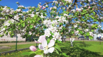 Wall Mural - Closeup of a blooming cherry tree branch with a white flower in the garden and sun rays shining