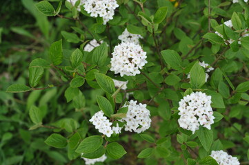 Plant in the garden in spring