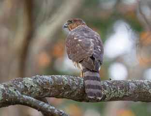 cooper hawk on the tree branch