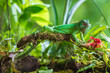 © Miroslav - Green iguana, also known as the American iguana, is a large, arboreal, mostly herbivorous species of lizard of the genus Iguana. It is native to Central America, South America,