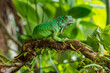 © Miroslav - Green iguana, also known as the American iguana, is a large, arboreal, mostly herbivorous species of lizard of the genus Iguana. It is native to Central America, South America,